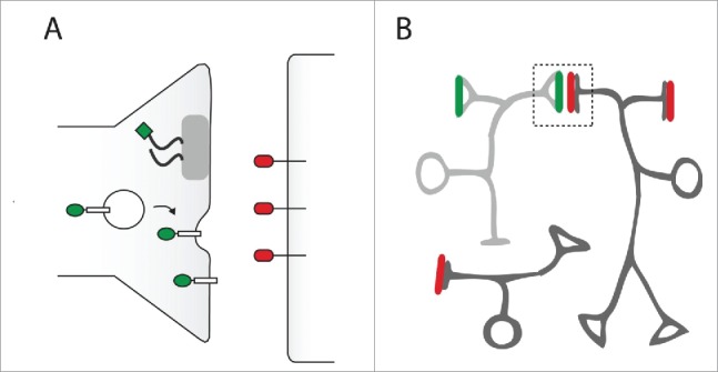 Methods to investigate the structure and connectivity of the nervous system.