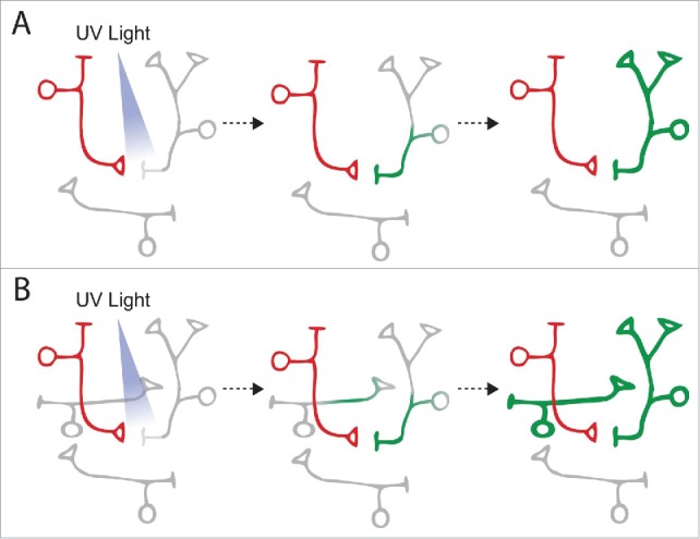 Methods to investigate the structure and connectivity of the nervous system.