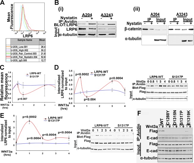 Extracellular LDLR repeats modulate Wnt signaling activity by promoting LRP6 receptor endocytosis mediated by the Itch E3 ubiquitin ligase.