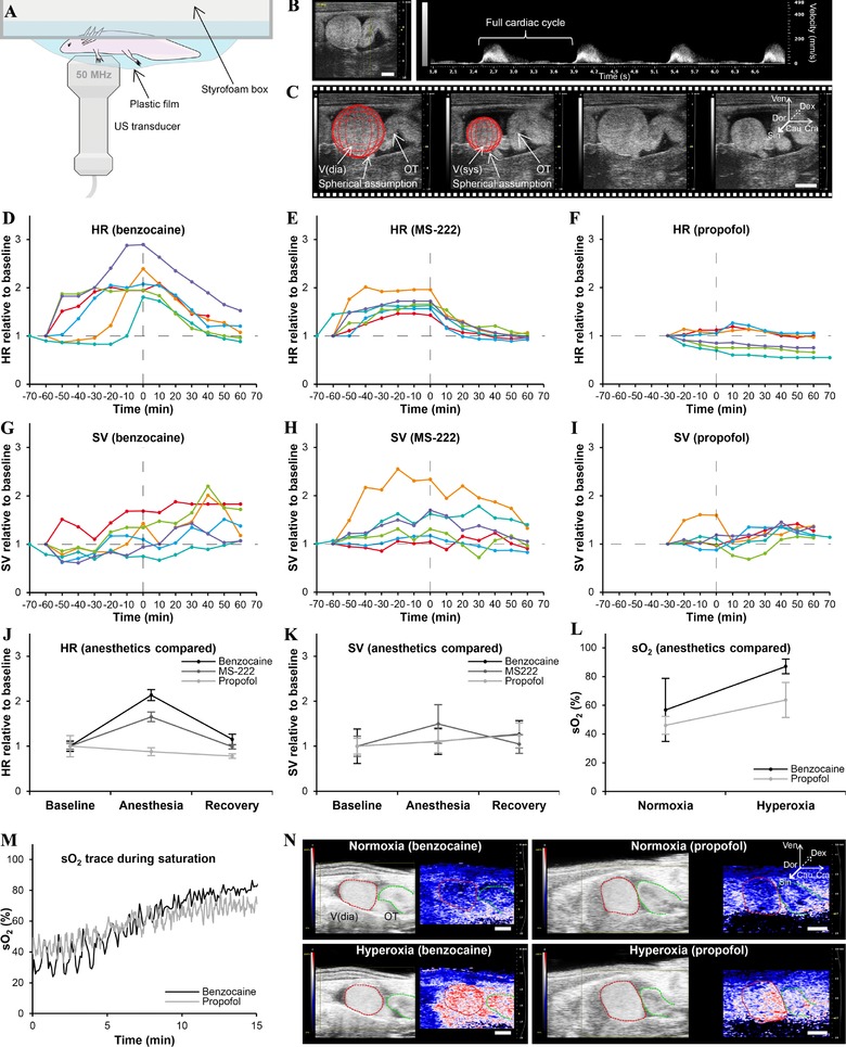 Propofol (2,6-diisopropylphenol) is an applicable immersion anesthetic in the axolotl with potential uses in hemodynamic and neurophysiological experiments.