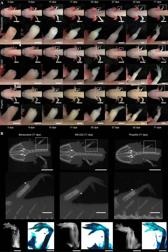 Propofol (2,6-diisopropylphenol) is an applicable immersion anesthetic in the axolotl with potential uses in hemodynamic and neurophysiological experiments.