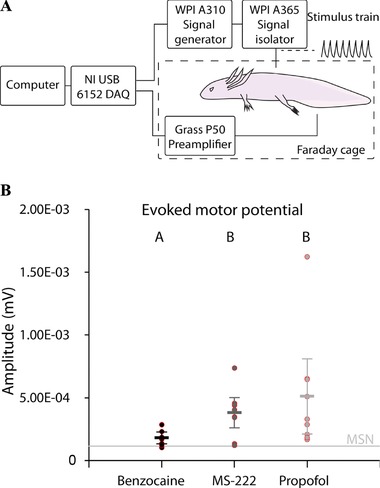 Propofol (2,6-diisopropylphenol) is an applicable immersion anesthetic in the axolotl with potential uses in hemodynamic and neurophysiological experiments.