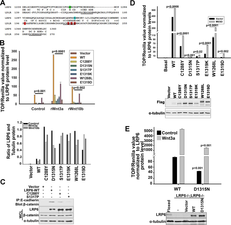 Extracellular LDLR repeats modulate Wnt signaling activity by promoting LRP6 receptor endocytosis mediated by the Itch E3 ubiquitin ligase.