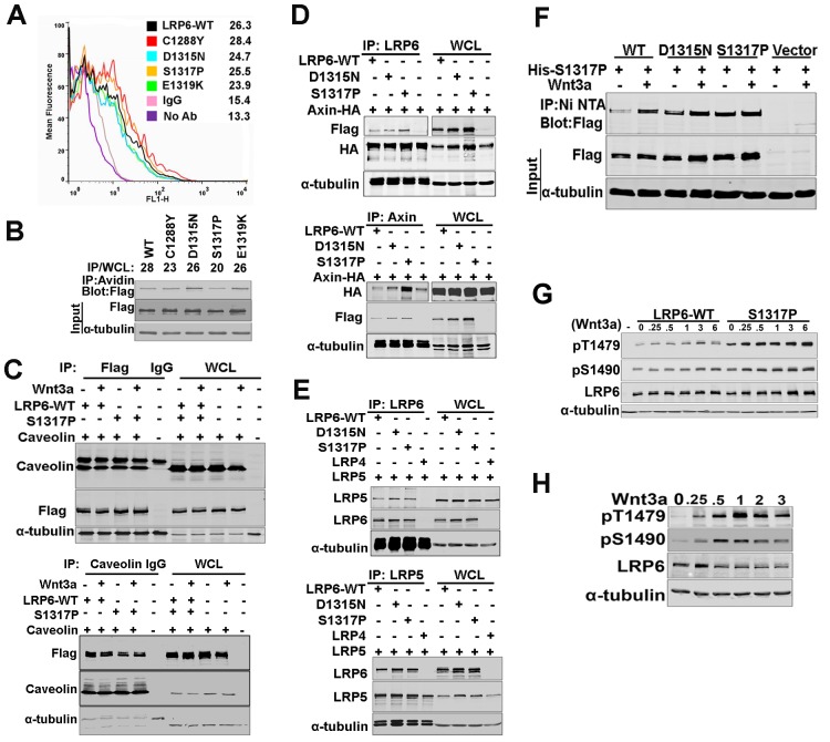 Extracellular LDLR repeats modulate Wnt signaling activity by promoting LRP6 receptor endocytosis mediated by the Itch E3 ubiquitin ligase.