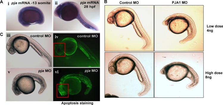 PRAJA is overexpressed in glioblastoma and contributes to neural precursor development.