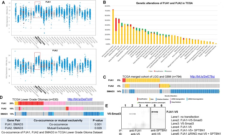 PRAJA is overexpressed in glioblastoma and contributes to neural precursor development.