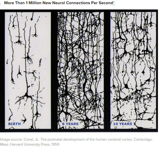 The Brain's Emotional Development.