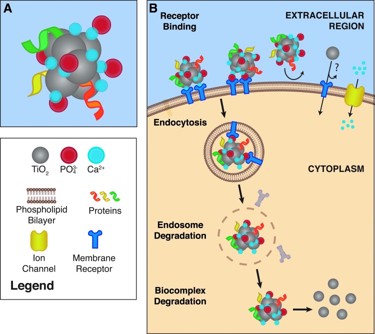 Local Cellular Responses to Titanium Dioxide from Orthopedic Implants.