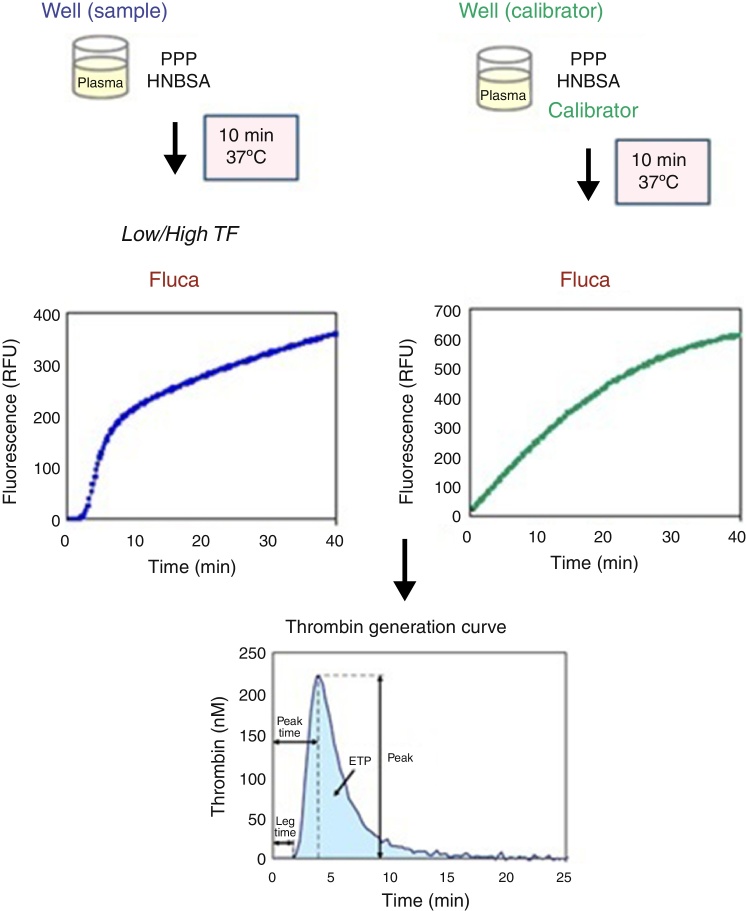 Thrombin generation assays for global evaluation of the hemostatic system: perspectives and limitations