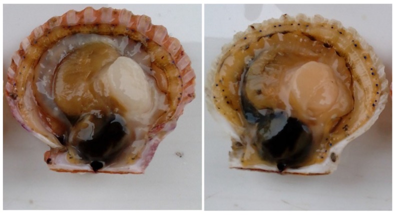 Draft genome and SNPs associated with carotenoid accumulation in adductor muscles of bay scallop (<i>Argopecten irradians</i>).