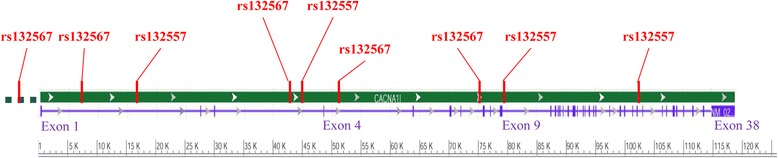 Genetic risk between the <i>CACNA1I</i> gene and schizophrenia in Chinese Uygur population.