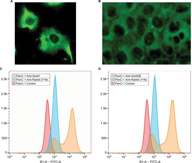 NMDA receptors are important regulators of pancreatic cancer and are potential targets for treatment.