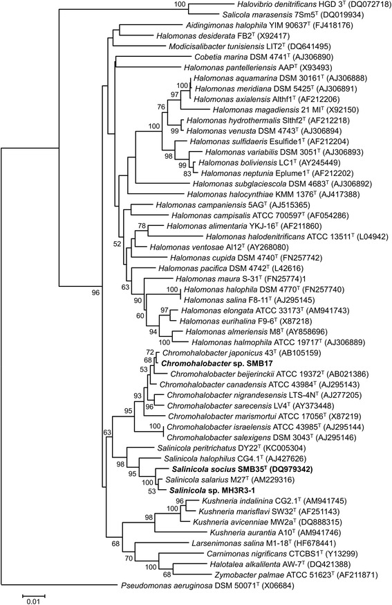 Draft genome sequences of strains <i>Salinicola socius</i> SMB35<sup>T</sup>, <i>Salinicola</i> sp. MH3R3-1 and <i>Chromohalobacter</i> sp. SMB17 from the Verkhnekamsk potash mining region of Russia.