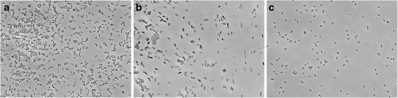 Draft genome sequences of strains <i>Salinicola socius</i> SMB35<sup>T</sup>, <i>Salinicola</i> sp. MH3R3-1 and <i>Chromohalobacter</i> sp. SMB17 from the Verkhnekamsk potash mining region of Russia.