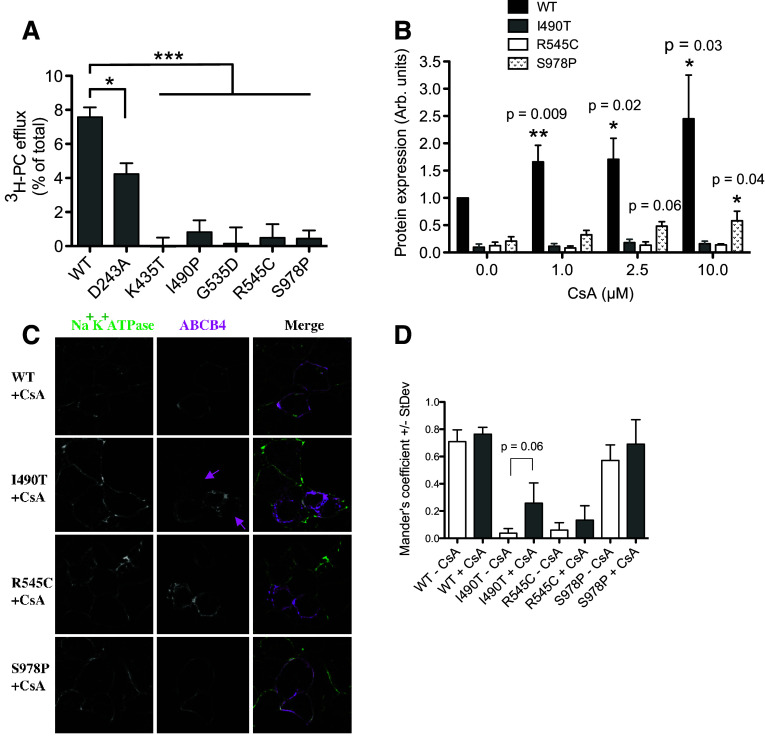 ABCB4 missense mutations D243A, K435T, G535D, I490T, R545C, and S978P significantly impair the lipid floppase and likely predispose to secondary pathologies in the human population.