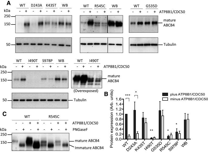 ABCB4 missense mutations D243A, K435T, G535D, I490T, R545C, and S978P significantly impair the lipid floppase and likely predispose to secondary pathologies in the human population.