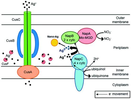 Engineering nanoparticle synthesis using microbial factories
