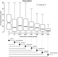 Protein intrinsic disorder negatively associates with gene age in different eukaryotic lineages†