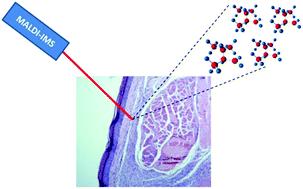 Murine cutaneous leishmaniasis investigated by MALDI mass spectrometry imaging†