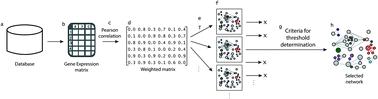 Effects of threshold on the topology of gene co-expression networks†