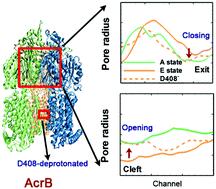 Coarse-grained simulations of conformational changes in the multidrug efflux transporter AcrB†