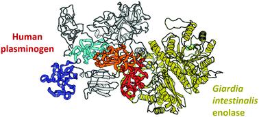 Insights into the Giardia intestinalis enolase and human plasminogen interaction†