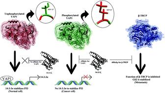 Expediting dynamics approach to understand the influence of 14-3-3ζ causing metastatic cancer through the interaction of YAP1 and β-TRCP