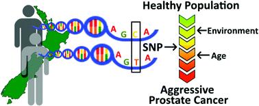 Effect of ageing and single nucleotide polymorphisms associated with the risk of aggressive prostate cancer in a New Zealand population†