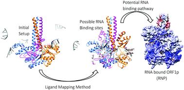 Insights into the RNA binding mechanism of human L1-ORF1p: a molecular dynamics study†