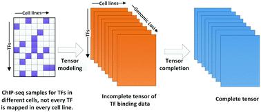 An efficient method to transcription factor binding sites imputation via simultaneous completion of multiple matrices with positional consistency†