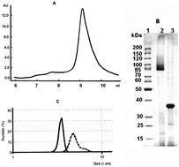 Peculiarities of thermal denaturation of OmpF porin from Yersinia ruckeri