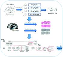 DBA-induced caspase-3-dependent apoptosis occurs through mitochondrial translocation of cyt-c in the rat hippocampus