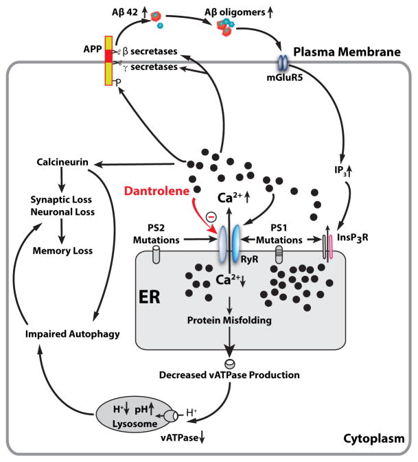 Calcium Dysregulation in Alzheimer's Disease: A Target for New Drug Development.