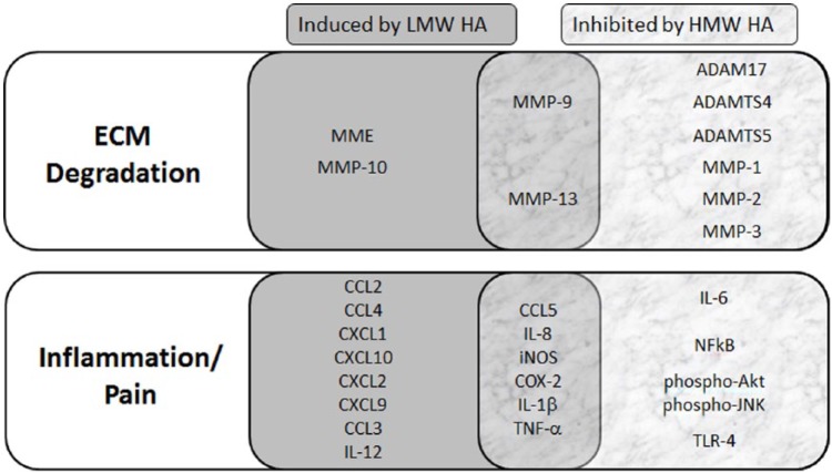 The Disease-Modifying Effects of Hyaluronan in the Osteoarthritic Disease State.