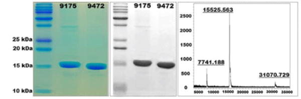 MEFA (multiepitope fusion antigen)-Novel Technology for Structural Vaccinology, Proof from Computational and Empirical Immunogenicity Characterization of an Enterotoxigenic <i>Escherichia coli</i> (ETEC) Adhesin MEFA.