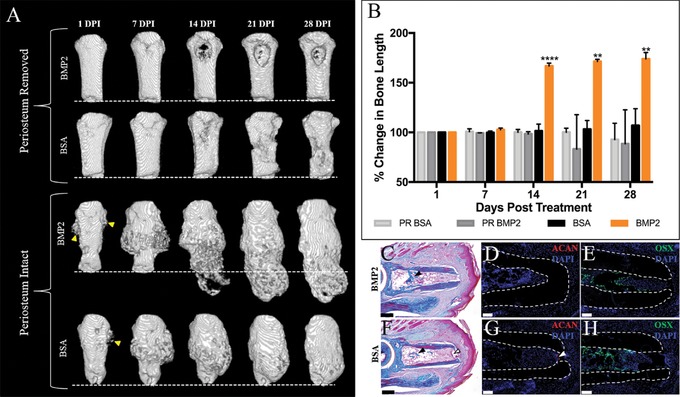 The periosteal requirement and temporal dynamics of BMP2-induced middle phalanx regeneration in the adult mouse.