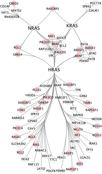 Modeling of RAS complexes supports roles in cancer for less studied partners.