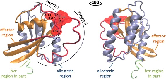 Modeling of RAS complexes supports roles in cancer for less studied partners.