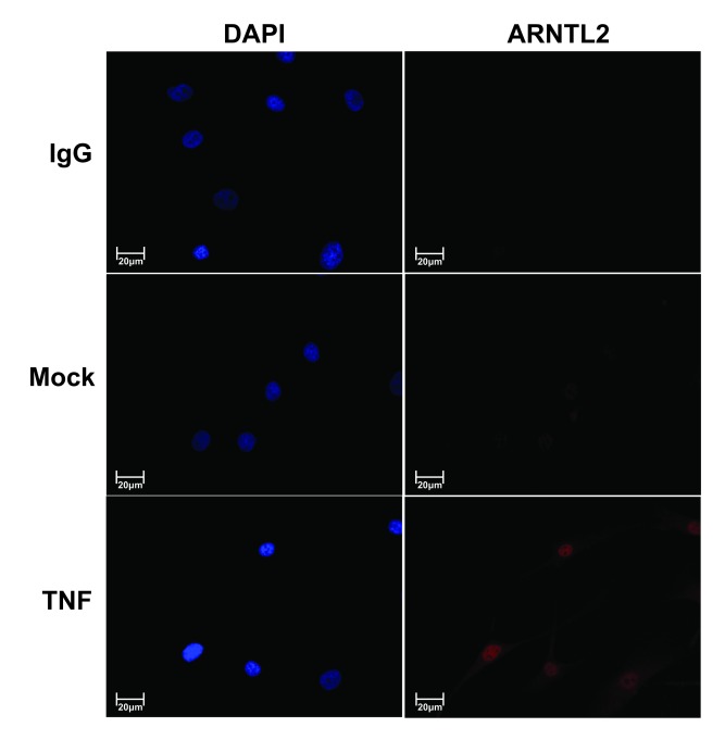 DEC2 Blocks the Effect of the ARNTL2/NPAS2 Dimer on the Expression of PER3 and DBP.