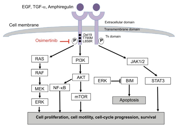 Osimertinib in the treatment of non-small-cell lung cancer: design, development and place in therapy.