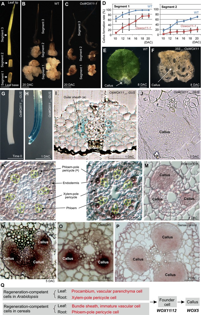 Divergent regeneration-competent cells adopt a common mechanism for callus initiation in angiosperms.