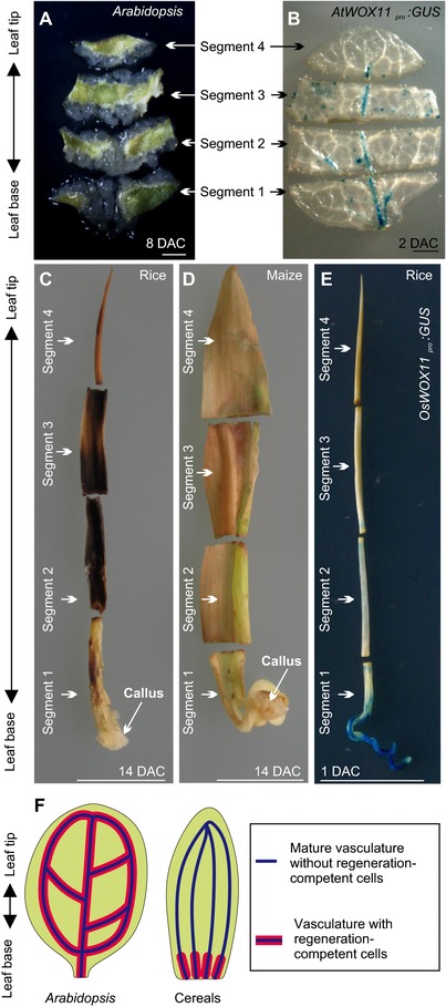 Divergent regeneration-competent cells adopt a common mechanism for callus initiation in angiosperms.