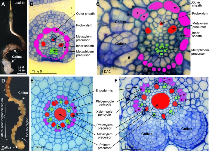 Divergent regeneration-competent cells adopt a common mechanism for callus initiation in angiosperms.