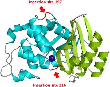 In vitro aggregating β-lactamase-polyQ chimeras do not induce toxic effects in an in vivo Caenorhabditis elegans model.