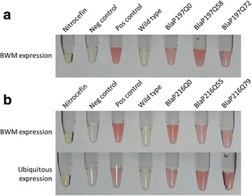 In vitro aggregating β-lactamase-polyQ chimeras do not induce toxic effects in an in vivo Caenorhabditis elegans model.