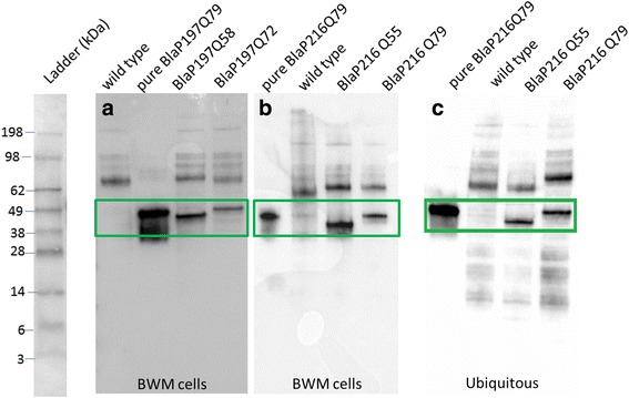 In vitro aggregating β-lactamase-polyQ chimeras do not induce toxic effects in an in vivo Caenorhabditis elegans model.