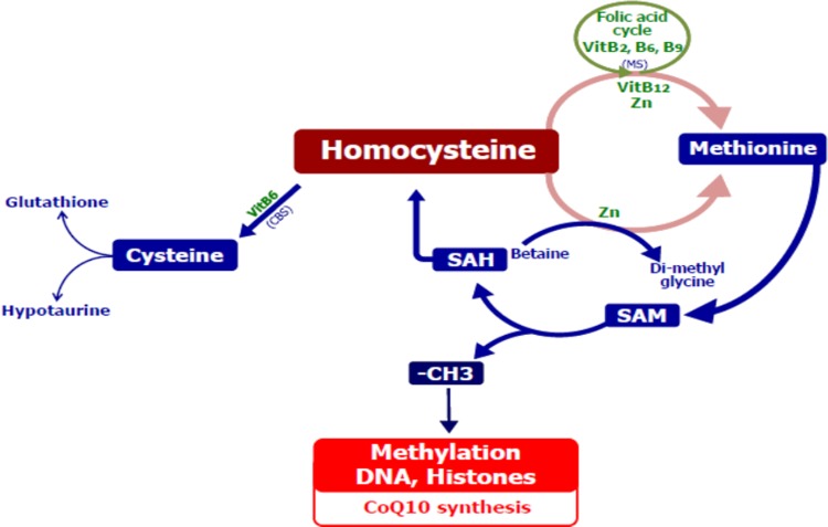 Supporting the One-Carbon Cycle Restores Ovarian Reserve in Subfertile Women: Absence of Correlation with Urinary Bisphenol A Concentration.