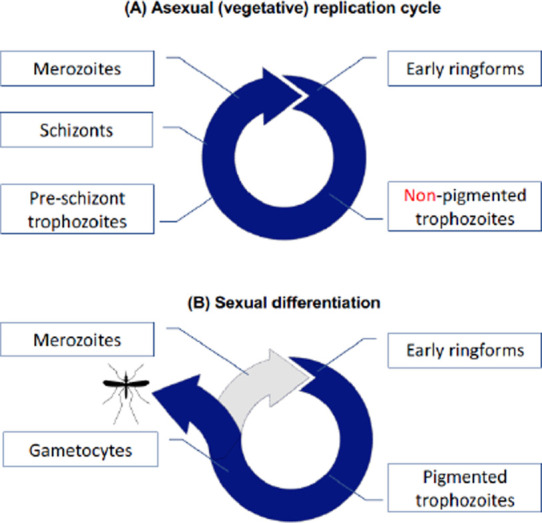 Evidence for a role of hemozoin in metabolism and gametocytogenesis.