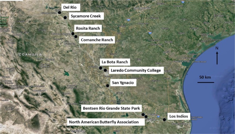 Higher Ant Diversity in Native Vegetation Than in Stands of the Invasive <i>Arundo, Arundo donax</i> L., Along the Rio Grande Basin in Texas, USA.