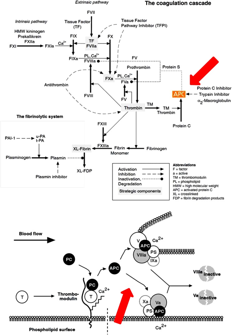 Perioperative Management of Factor V Leiden and Pancreatic Adenocarcinoma.